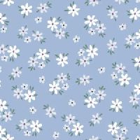 dsStella-D3591 Celeste